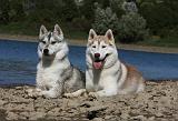 SIBERIAN HUSKY 658